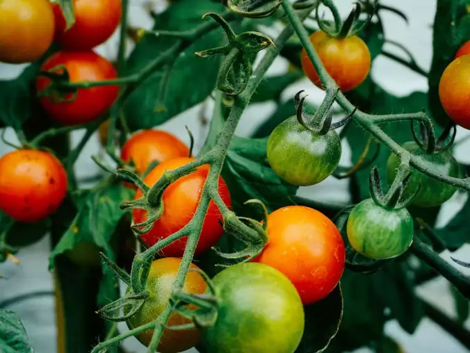 Bahçe Manzaralı Flora Connection Oda — görsel 2